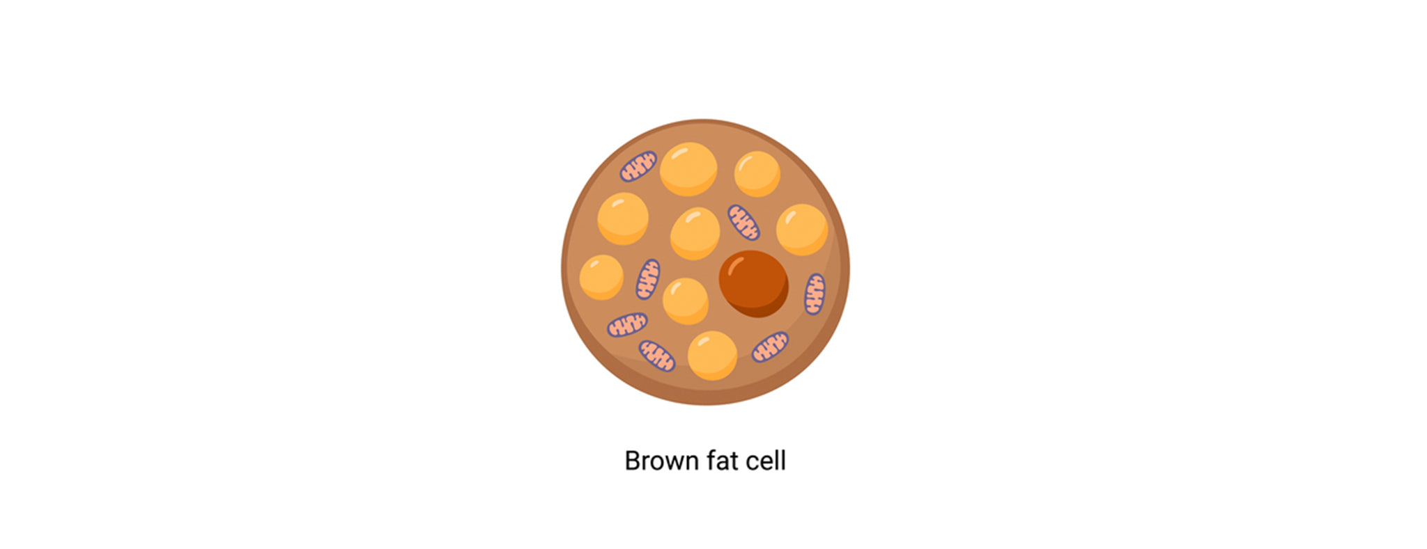 Brown Fat Cells