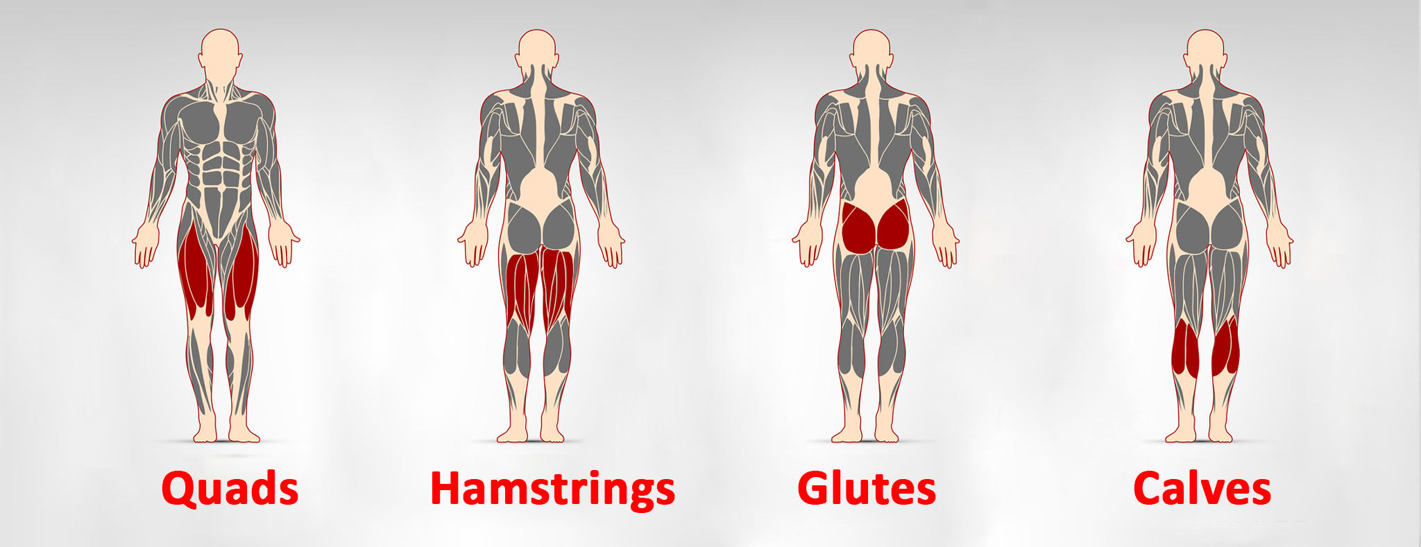 Muscles of Leg