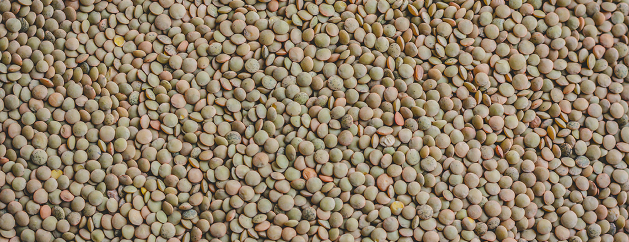 Lentils