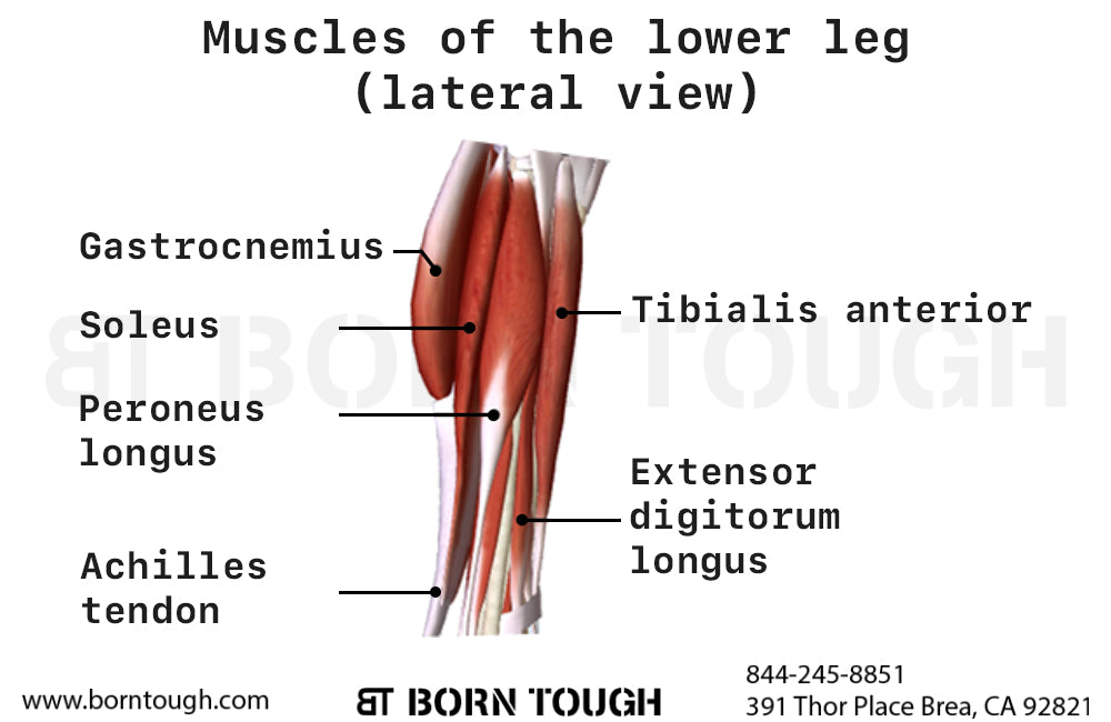 Posterior