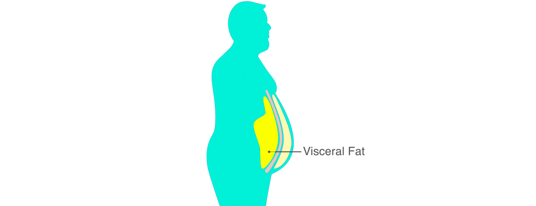 Visceral Fat