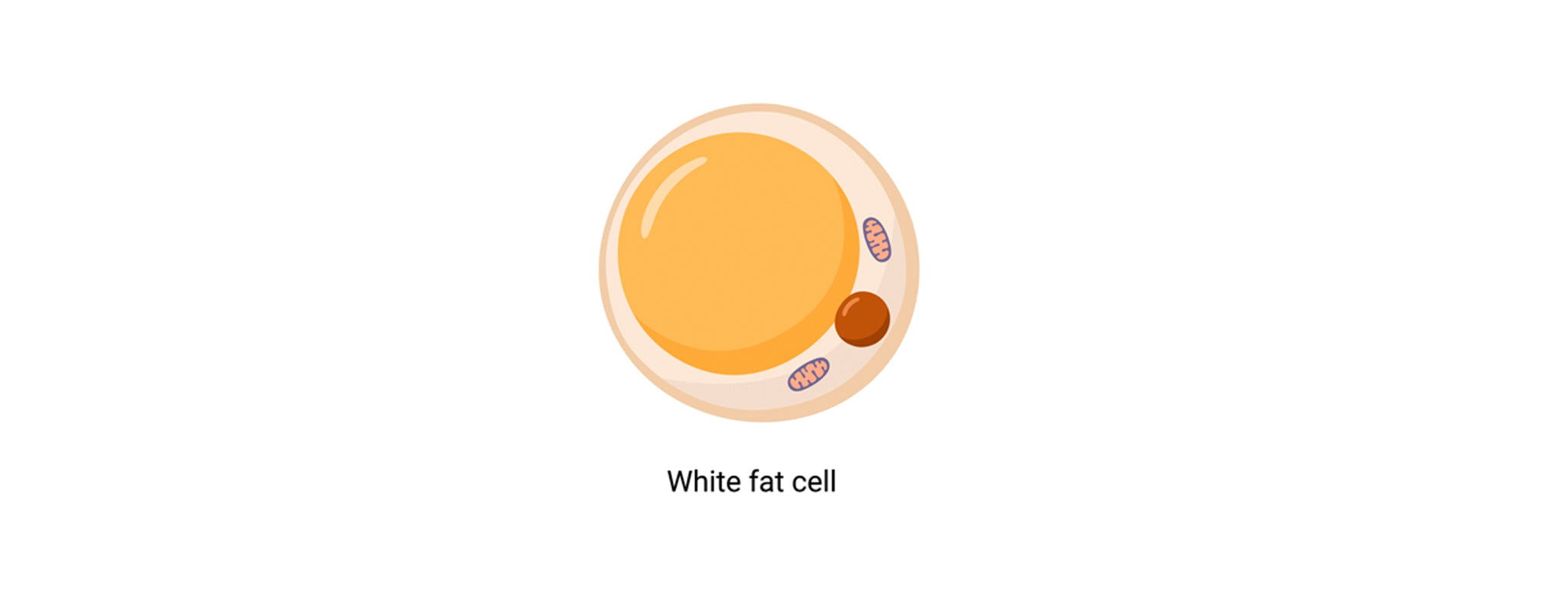 White Fat Cells